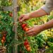 O tomateiro é produtivo, mas é melhor não plantá-lo perto desta raiz: onde plantá-lo no quintal e como colher mais