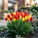 A flor ideal para plantar no inverno: parecem pequenas taças coloridas e garantem uma floração espetacular no frio