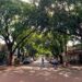 A capital mais arborizada do Brasil tem mais de 90% das ruas com árvores e é hexacampeã de um título mundial verde