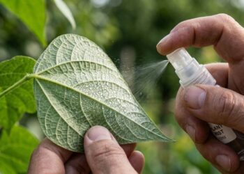 Borrifar solução de vinagre diluído nas folhas da horta: quais os benefícios e para que serve no controle de pragas