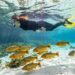 Eleita destino número 1 do verão pela National Geographic: a cidade com rios transparentes no interior do Brasil que superou Galápagos e Ruanda
