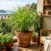5 motivos para cultivar capim-limão em casa