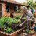 Por que as pessoas costumavam plantar ginseng em suas casas no passado?