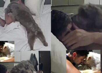 “Ele percebeu minha tristeza”: cão recém-adotado consola tutor e cena emociona milhões