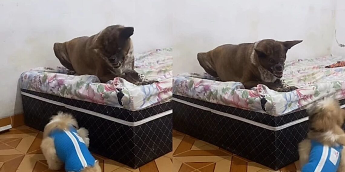 Após ser queimada com um líquido fervente, cadela encontra amor mas enfrenta crueldade nas redes sociais