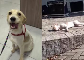 Apesar de doce, Beijinho ainda espera adoção por causa de aparência no rosto