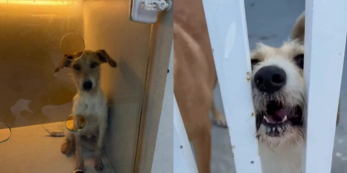 Apesar de doce, Beijinho ainda espera adoção por causa de aparência no rosto