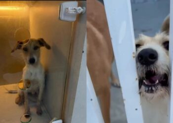 Apesar de doce, Beijinho ainda espera adoção por causa de aparência no rosto