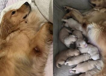 Depois de anos como matriz em canil, Golden Retriever é adotada e vive sua primeira experiência de afeto real