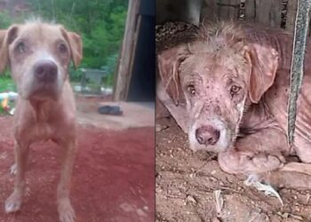 Cachorro acorrentado no meio do mato é resgatado em estado crítico e surpreende com recuperação após cuidados