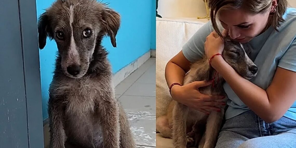 Filhote resgatado das ruas muda completamente após ganhar um lar cheio de amor