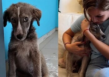 Filhote resgatado das ruas muda completamente após ganhar um lar cheio de amor