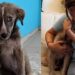Filhote resgatado das ruas muda completamente após ganhar um lar cheio de amor