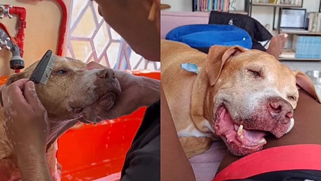cachorro-hulk-1024x576 Depois de uma vida acorrentado, cachorro de 10 anos encontra amor pela primeira vez