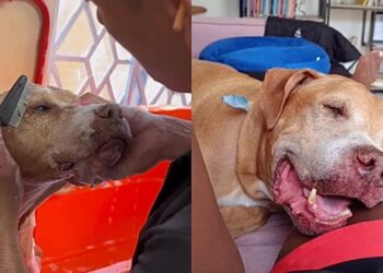 Depois de 10 anos de espera, cachorro idoso é adotado e tem sua vida completamente transformada