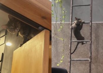 Após medo de limitação, tutora se surpreende com adaptação de gato que perdeu a patinha
