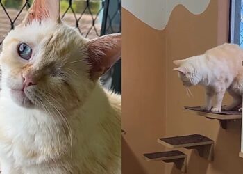 Gatinho rejeitado em abrigo ganha nova vida após adoção inesperada