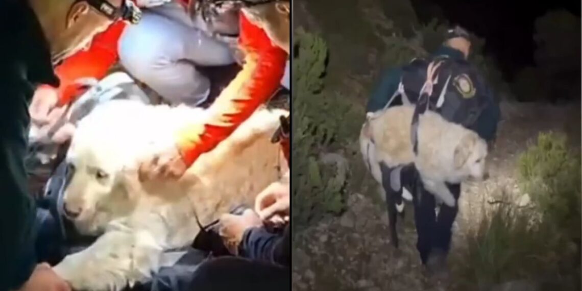 “Ele não conseguia mais andar”: cão é levado como criança após resgate nas montanhas