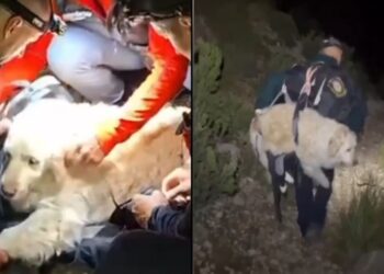 “Ele não conseguia mais andar”: cão é levado como criança após resgate nas montanhas