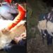 “Ele não conseguia mais andar”: cão é levado como criança após resgate nas montanhas
