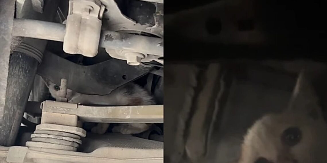 Motorista ouve barulho estranho no carro e descobre um gato escondido sob o capô