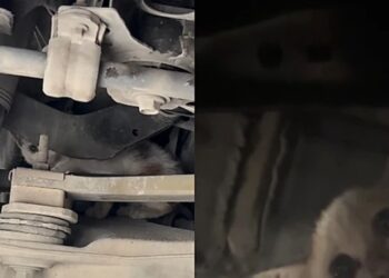 Motorista ouve barulho estranho no carro e descobre um gato escondido sob o capô