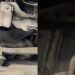 Motorista ouve barulho estranho no carro e descobre um gato escondido sob o capô