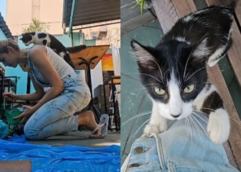 Artista pinta muro e acaba sendo escolhida por uma gatinha de rua em um momento emocionante