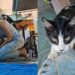 Artista pinta muro e acaba sendo escolhida por uma gatinha de rua em um momento emocionante