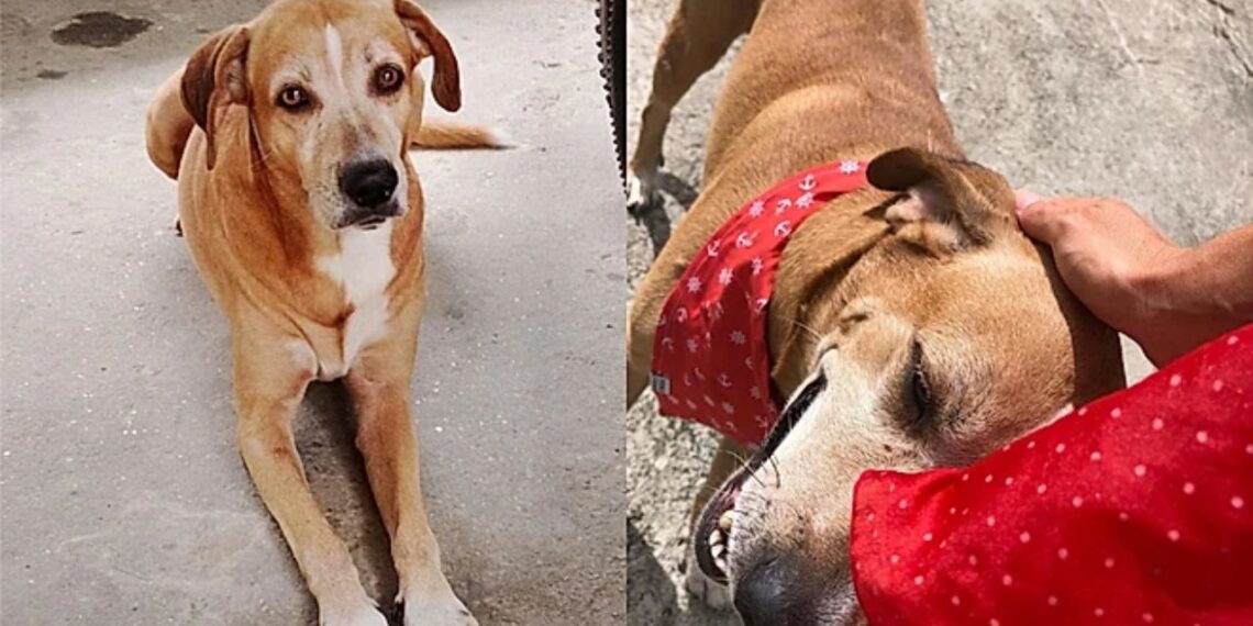Cão vira-lata em situação de abandono protege criança de ataque de Pitbull