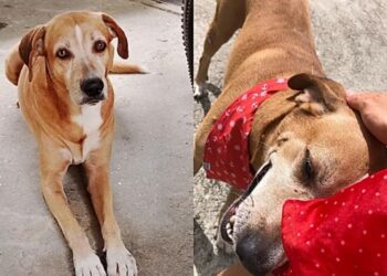 Cão vira-lata em situação de abandono protege criança de ataque de Pitbull