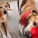 Cão vira-lata em situação de abandono protege criança de ataque de Pitbull