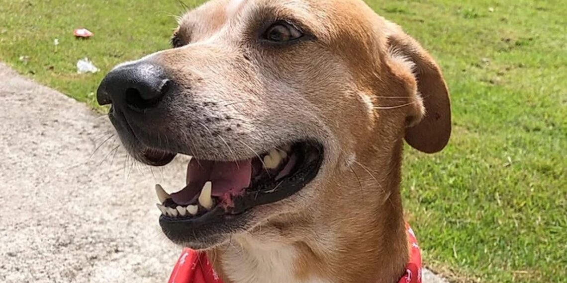 Cão vira-lata em situação de abandono protege criança de ataque de Pitbull