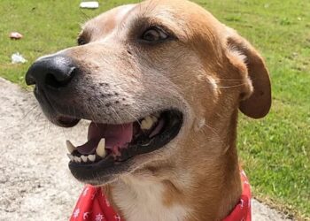 Cão vira-lata em situação de abandono protege criança de ataque de Pitbull