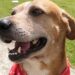 Cão vira-lata em situação de abandono protege criança de ataque de Pitbull