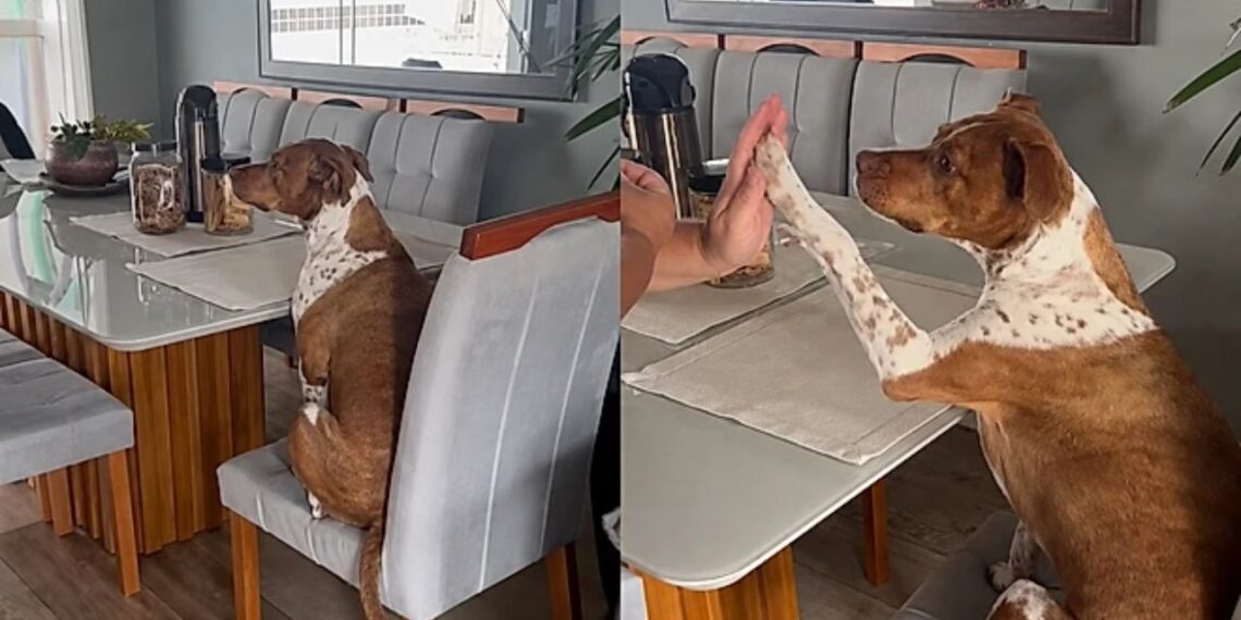 Pitbull caramelo viraliza ao tomar café da manhã na casa da vizinha e encantar a web