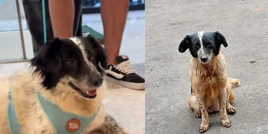 Cadela encontrada com filhote após abandono vive reviravolta emocionante em abrigo