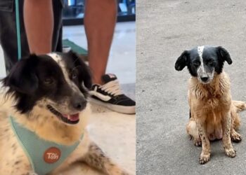 Cadela encontrada com filhote após abandono vive reviravolta emocionante em abrigo