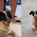 Cadela encontrada com filhote após abandono vive reviravolta emocionante em abrigo