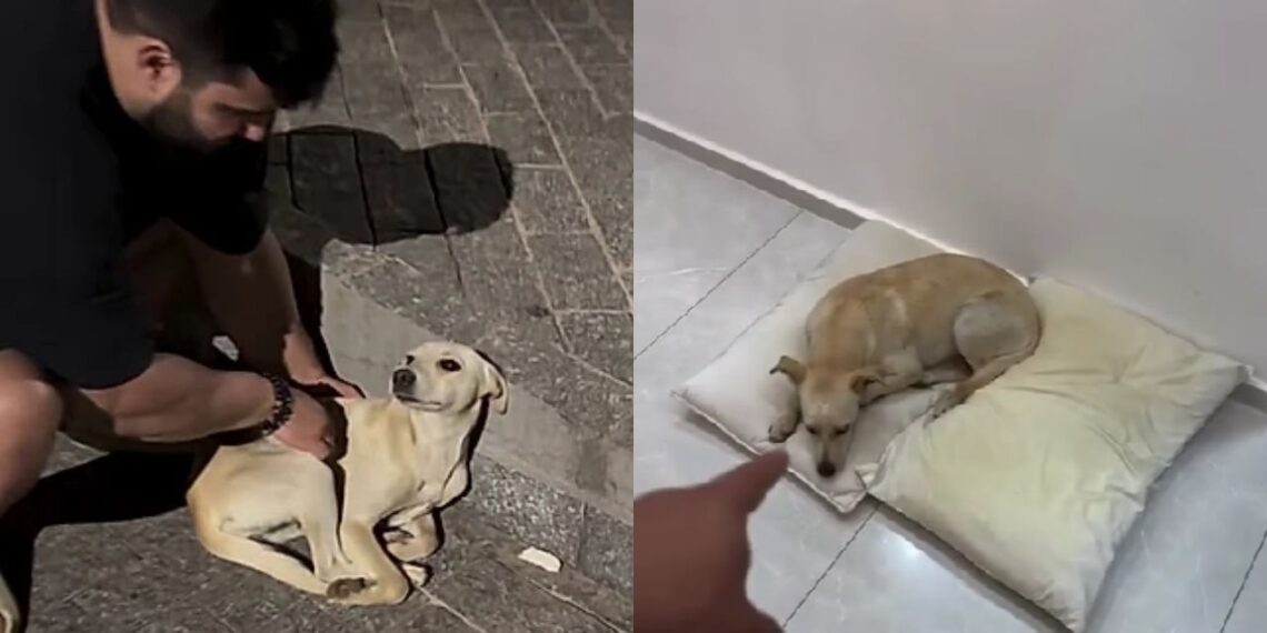 Cadela em situação de rua é resgatada no frio e conquista nova vida ao lado de tutor
