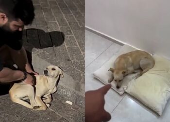 Cadela em situação de rua é resgatada no frio e conquista nova vida ao lado de tutor
