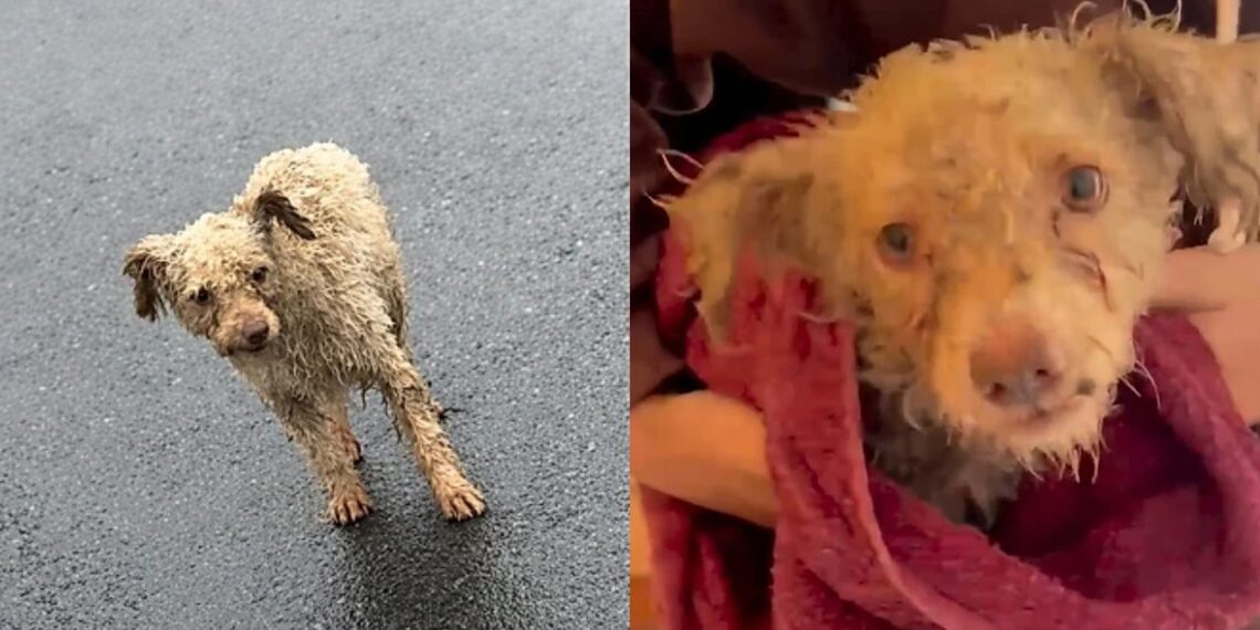 Comediante salva cão encharcado na chuva e gesto de compaixão viraliza nas redes