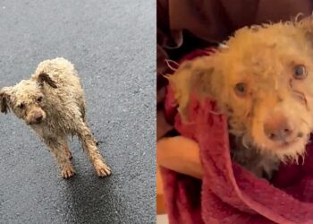Comediante salva cão encharcado na chuva e gesto de compaixão viraliza nas redes
