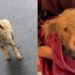 Comediante salva cão encharcado na chuva e gesto de compaixão viraliza nas redes