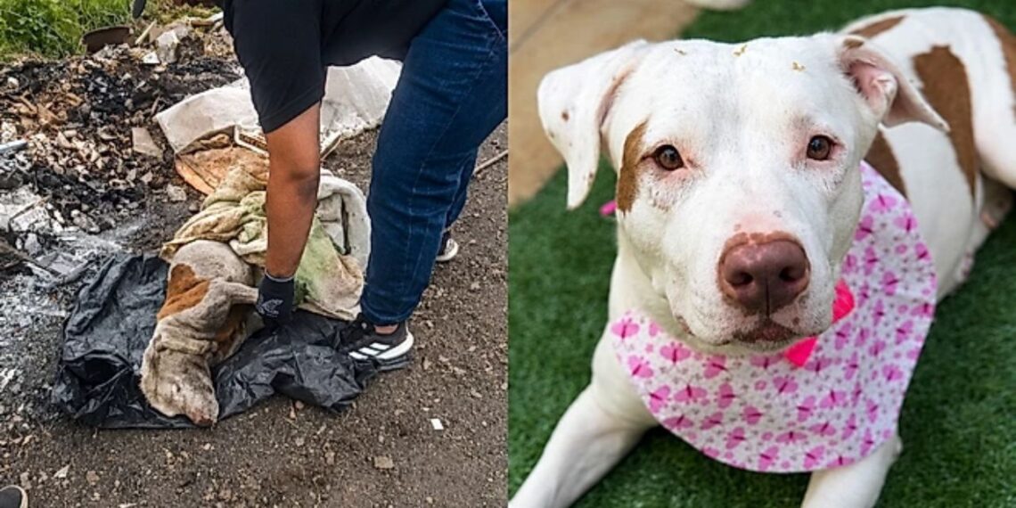 Pitbull resgatada em lixão após maus-tratos inicia reabilitação e aguarda novo lar