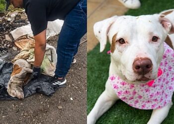 Pitbull resgatada em lixão após maus-tratos inicia reabilitação e aguarda novo lar