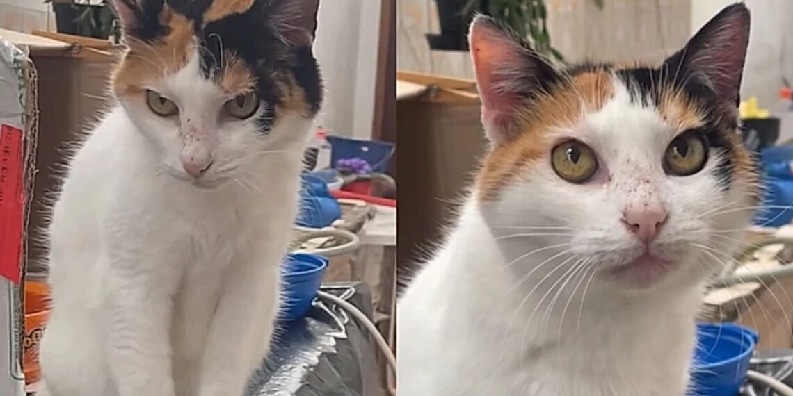 Gata com mais de 20 anos chama atenção pela energia e estilo de vida incomum