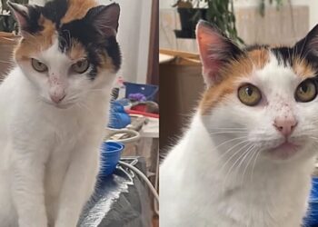 Gata com mais de 20 anos chama atenção pela energia e estilo de vida incomum