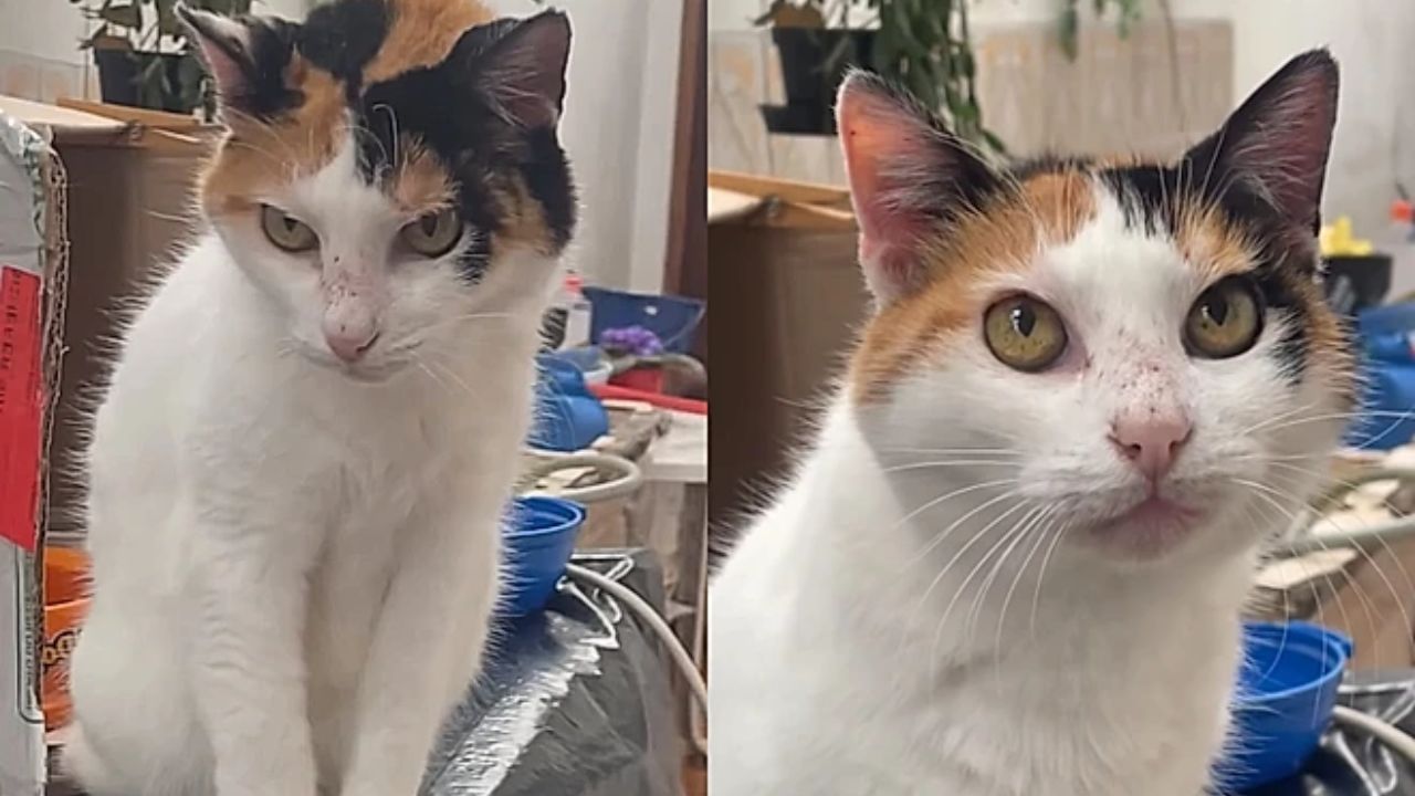Gata de 23 Anos Impressiona com Vitalidade e Estilo de Vida