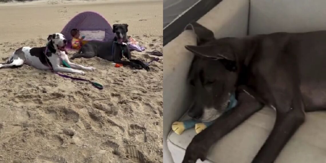 Dogue Alemão de 60 kg emociona ao proteger bebê recém-nascido em casa